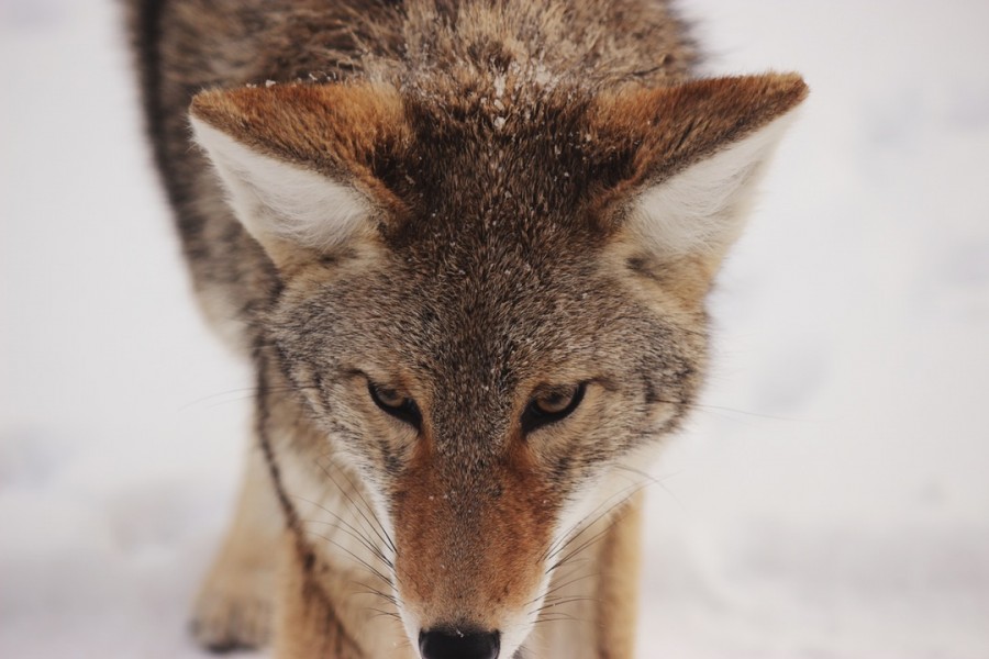lobo, animais neve, inverno, cabelo, cinzento, close-up, pele, frio,