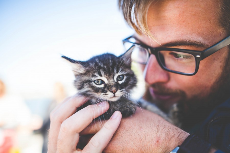 gatinho, bebê gato, animais jovens, agressivo, caça, gato, pele, adorável, animais, carnívoros, fofo, cabelo, bebê, mamífero, pata, animais de estimação, brincalhão, retrato, puro sangue, pequeno, curioso, querido, fotos grátis, imagens grátis, gato doméstico, retrato de cabeça animal, gato enrugado, bonito, gatinho, animais, fotografia, olhando para câmera, animal doméstico, animal jovem, cor, dia, dentro de casa, animal de estimação, ninguém, olho de Animais, Partes do corpo animal Temas animais, animal adorável, animal de estimação, peludo, juba, cores, cabelos, listras, felino, gatinho, micifuz, michino, madrileño, felido, gatuno