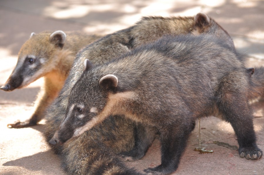 iguazu animais, parque nacional, coati, coaties,