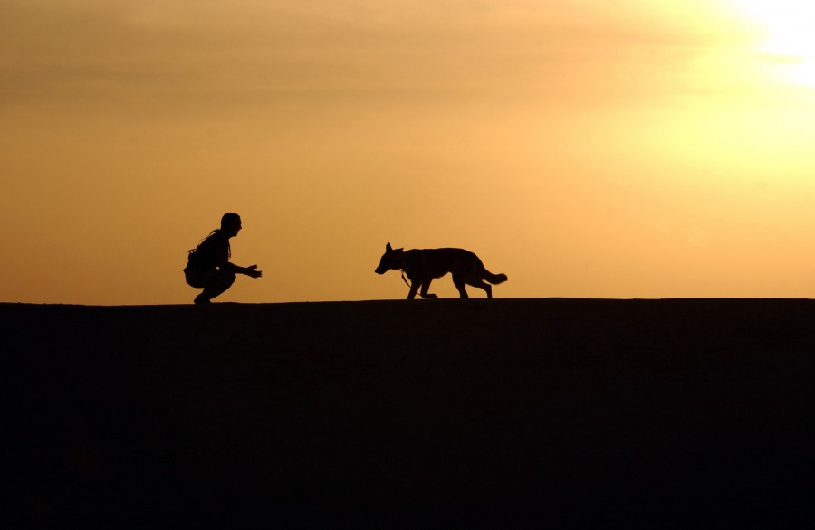 fidelidade, reunião, amizade, cão, animal de estimação, uma pessoa, pessoas, homem, pôr do sol, pôr do sol, pôr do sol, conceito, chegada, chegar, amor, felicidade,