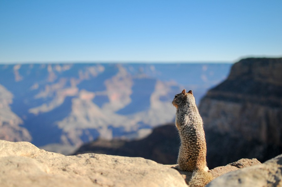 Stokpic, animais azul, esquilo, fofinho, bonito, distância, diversão, pele, colinas, paisagem, mamífero, montanhas, esquilo, pensando, pensando, vista, selvagem,
