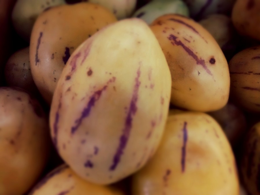 Melão Pepino, frutas, tropical, Equador, América, latim, latim,