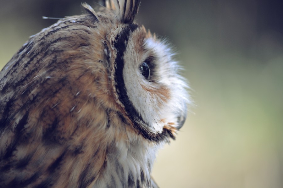 coruja, natureza, vida selvagem, animais pássaro