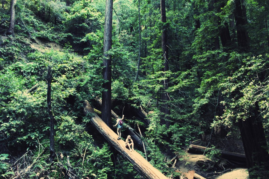 estrada, floresta, selva, fundo, fundo, natureza, paisagem, verde, duas pessoas, pessoas, mulher, jovem, diversão, tronco, árvore, equilíbrio, perigo, aventura,