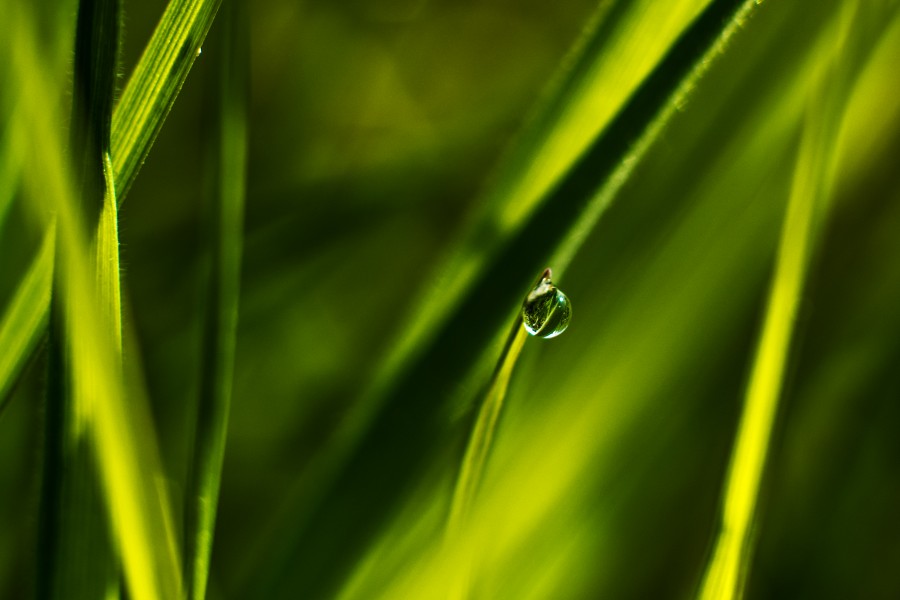 gota, gota de chuva, grama, verde, natureza, fundo, fundo,