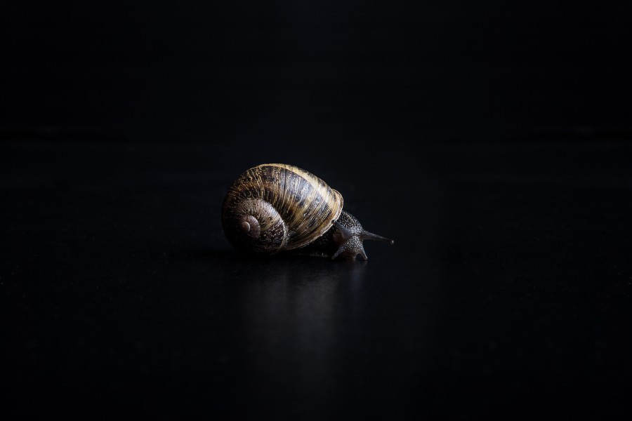 caracol, molusco, natureza, concha, fundo preto,