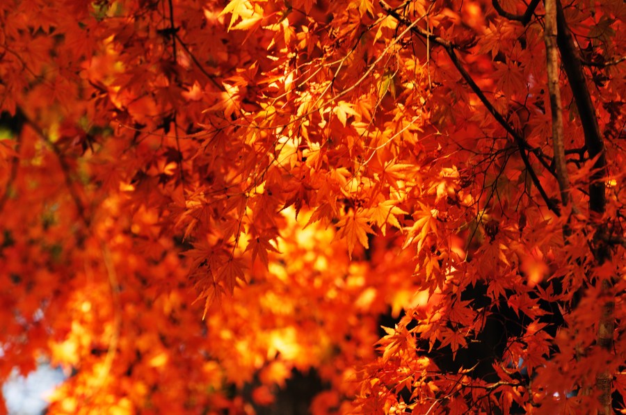 pôr do sol, fundo, fundo, outono, folha, folhas, vermelho, avermelhado, cor, cores, natureza, ninguém, árvore,