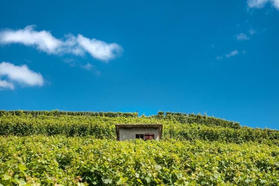 Puidoux, suíça, dia, paisagem, vinhedo, vinhedo, costa, europa, summer,