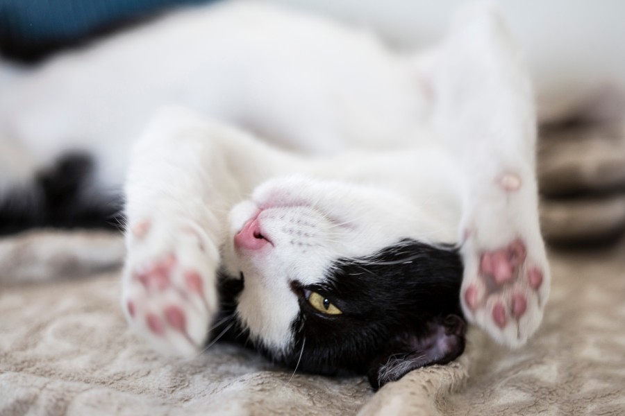 gato, fofinho, bonito, jogo de animais, jogo, animal de estimação, gesto, papéis de parede de gatinhos bebês fofos