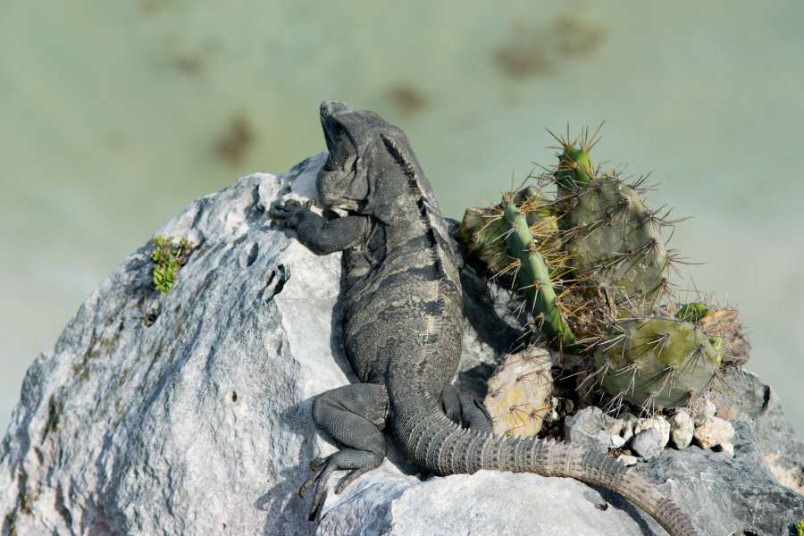 vida selvagem, animal, rocha, selvagem, réptil, natureza, iguana, banho de sol, lagarto, closeup, natural, tropical, retrato, fauna, exótica, pedra, turismo, dragão, animais, méxico, répteis, iguanas, cabeça, pele, lagartos, tulum, close-up, zoológico, maia, colorido, detalhe, textura, caraíbas, ruínas, anfíbio, safari, ctenosaura, quintana roo, bonito, iucatão, escama, iguana cinza, iguana iguana, caribe, maias, banho de sol, verde
