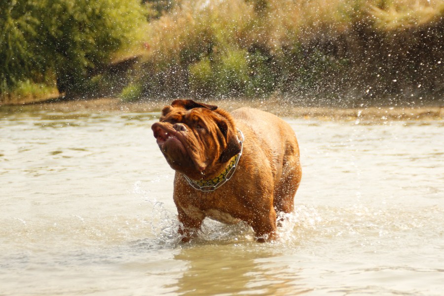 Borgonha, cão, bulldog, água, lamacento, lago, banho, cachorro, natureza, rio, mastim, animais jovens, molhado, nadar, feliz, verão, bonito, divertido, jogo, pet, brincalhão,