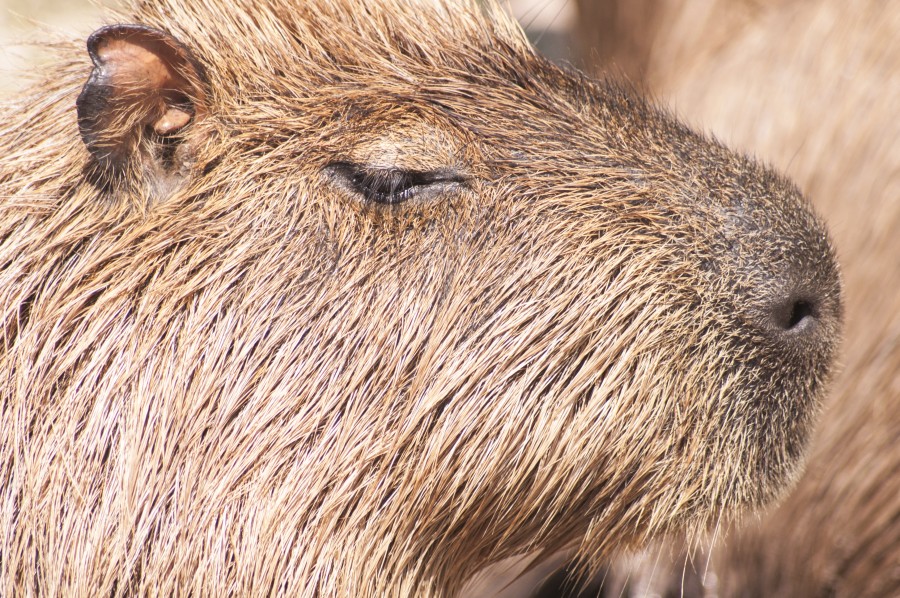 Capivara, animais selvagens, América Latina, cabeça,
