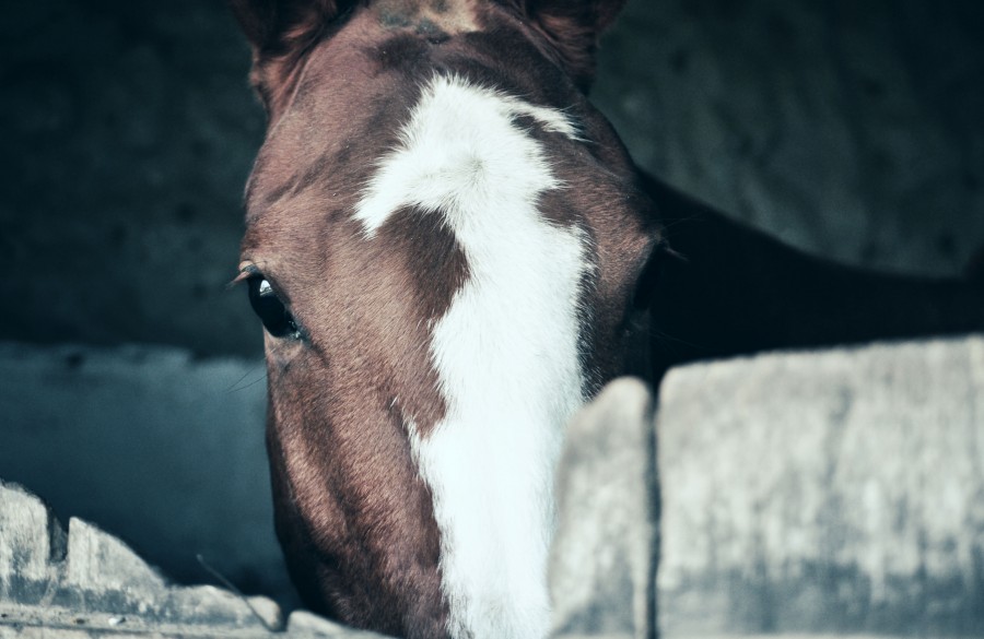 cavalo, estável, olhar, marrom, local, branco, olhos negros, sela, cavalo, cavalaria, cavalo, égua, burro, mula, besta, quadruped, jaca, jaco, mula, potro, trotador, steed, jamelgo, penco rocín, matalón, baía, ruano, percherón