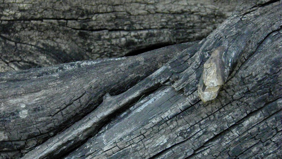 Textura, texturas, tronco, árvore, casca