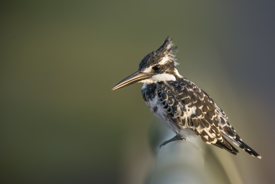 pássaro, pássaro, natureza, selvagem, bico,