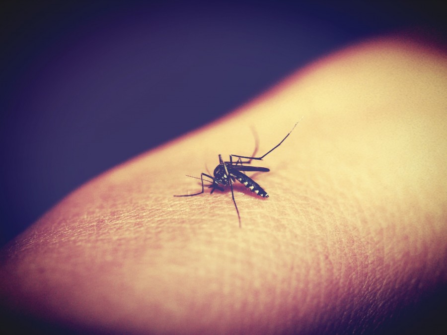 mosquito, mordida, sangue, coceira, dengue, transmissão, doença,