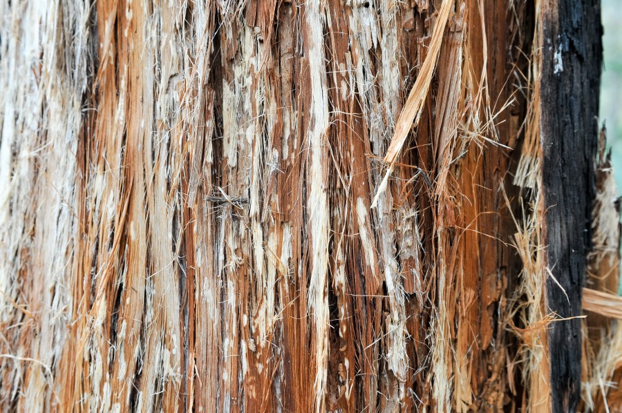 árvores, fundo, casca, marrom, floresta, natureza, textura, madeira, árvore