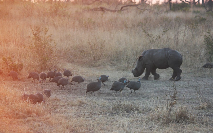animais selvagens, rinoceronte, áfrica, planície, grande, chifre,
