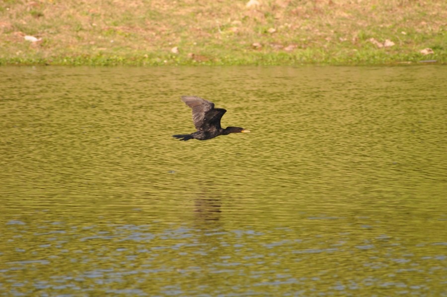 Um pato de animais, patos, voando, lago, verde