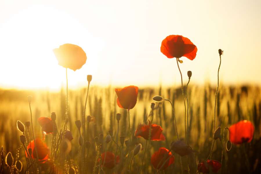 natureza, verão, campo, vermelho, paisagem, prado, flor, selvagem, pôr do sol, primavera, verde, planta, luz solar, papoula, flor, céu, natural, plano de fundo, estação, rural, bonito, jardim, beleza, floral, campo, florescer, sol, cor, agricultura, flora, nascer do sol, ensolarado, azul, ao ar livre, idílico, folha, papoulas, pétala, luz, terra, cena, sol, caule, tranquilo, fazenda, crescer, colorido, ao ar livre, meio ambiente
