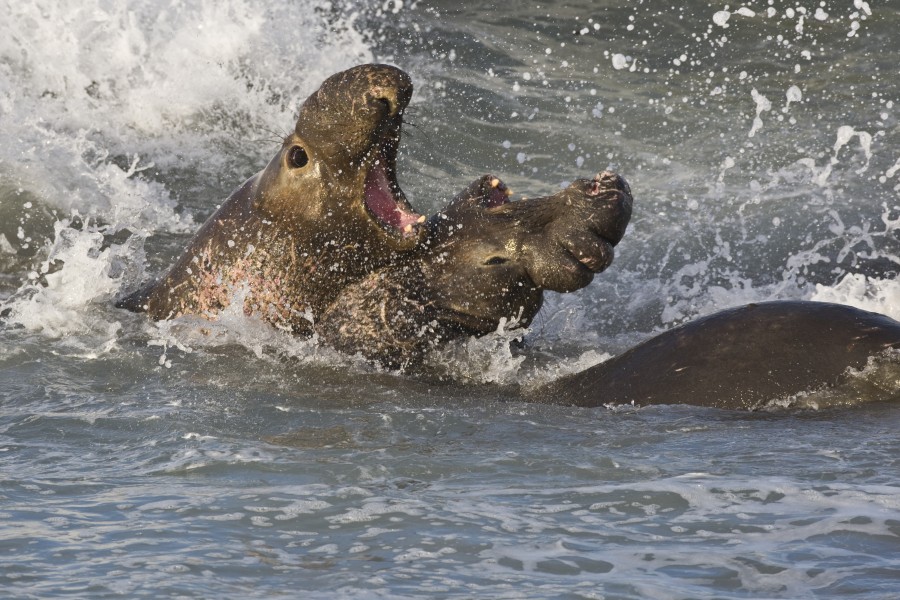 mar, elefante, luta, macho, machos, luta, marinho, mar, costa, eua, califórnia,