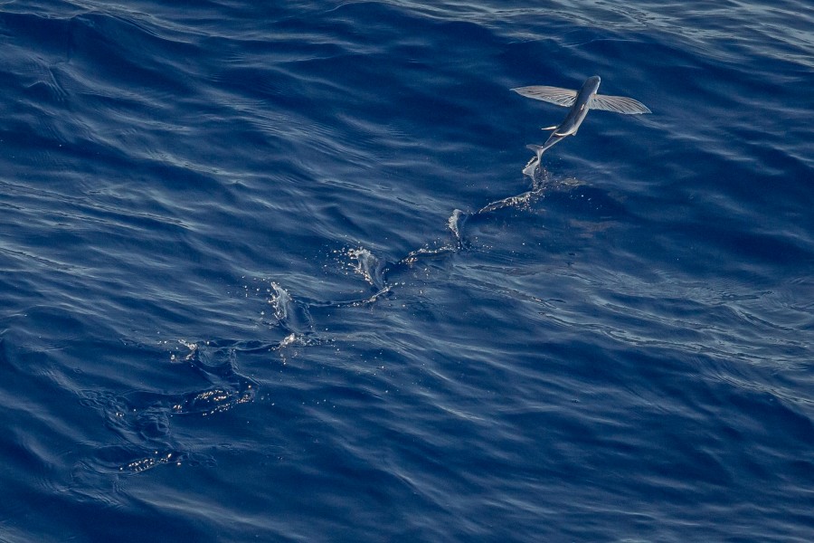 Exocoetidae, peixe voador, peixe, oceano, mar, água, marinho, vida selvagem, mosca, natureza,