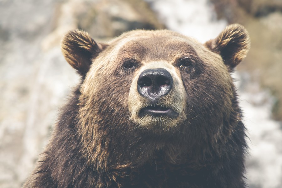 urso, animais selvagens, marrom, fauna, marrom, mamífero,