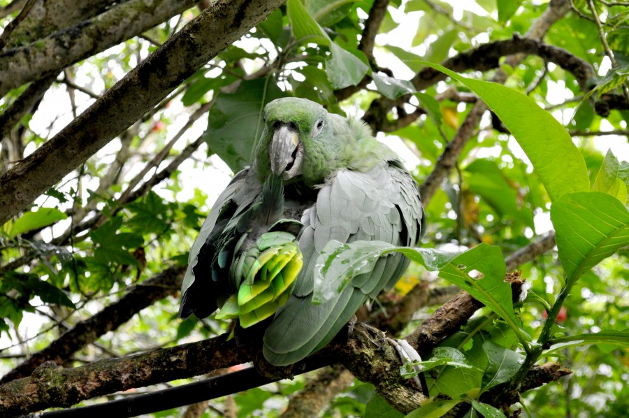 animais, pássaro, pássaro, selva, papagaio, verde, primeiro plano, equador, américa, latim, latim,