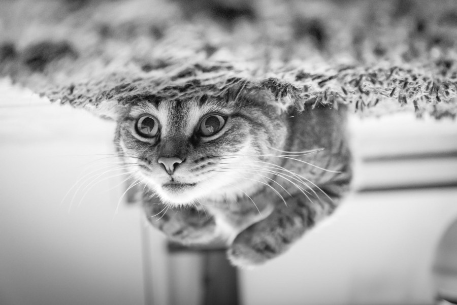 gatinho, bebê gato, animais jovens, agressivo, caça, gato, pele, adorável, animais, carnívoros, fofo, cabelo, bebê, mamífero, pata, animais de estimação, brincalhão, retrato, puro sangue, pequeno, curioso, querido, fotos grátis, imagens grátis, gato doméstico, retrato de cabeça animal, gato enrugado, bonito, gatinho, animais, fotografia, olhando para câmera, animal doméstico, animal jovem, cor, dia, dentro de casa, animal de estimação, ninguém, olho de Animais, Partes do corpo animal Temas animais, animal adorável, animal de estimação, peludo, juba, cores, cabelos, listras, felino, gatinho, micifuz, michino, madrileño, felido, gatuno
