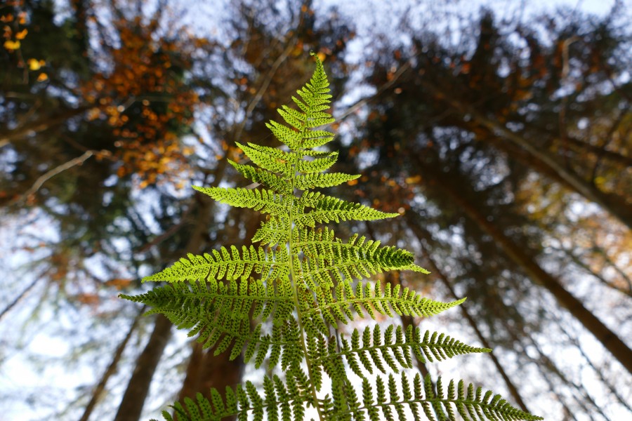 samambaia, planta, verde, floresta, crescer, natureza, paisagem, detalhe,