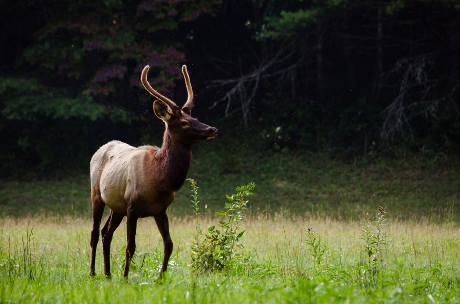 veado, animais selvagens, um, primeiro plano, chifres, wallpapers hd, wallpapers 4k