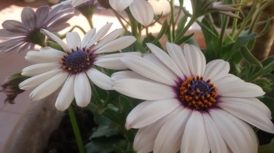 Flor, flores, gerberas, jardim, pote