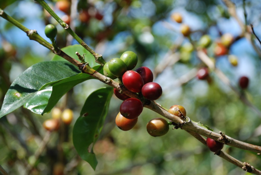 café, grão, planta, natureza, natural, fruta, frutas, plantação,