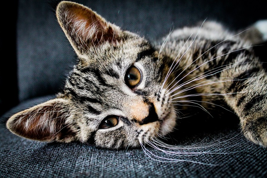 gatinho, bebê gato, animais jovens, agressivo, caça, gato, pele, adorável, animais, carnívoros, fofo, cabelo, bebê, mamífero, pata, animais de estimação, brincalhão, retrato, puro sangue, pequeno, curioso, querido, fotos grátis, imagens grátis, gato doméstico, retrato de cabeça animal, gato enrugado, bonito, gatinho, animais, fotografia, olhando para câmera, animal doméstico, animal jovem, cor, dia, dentro de casa, animal de estimação, ninguém, olho de Animais, Partes do corpo animal Temas animais, animal adorável, animal de estimação, peludo, juba, cores, cabelos, listras, felino, gatinho, micifuz, michino, madrileño, felido, gatuno
