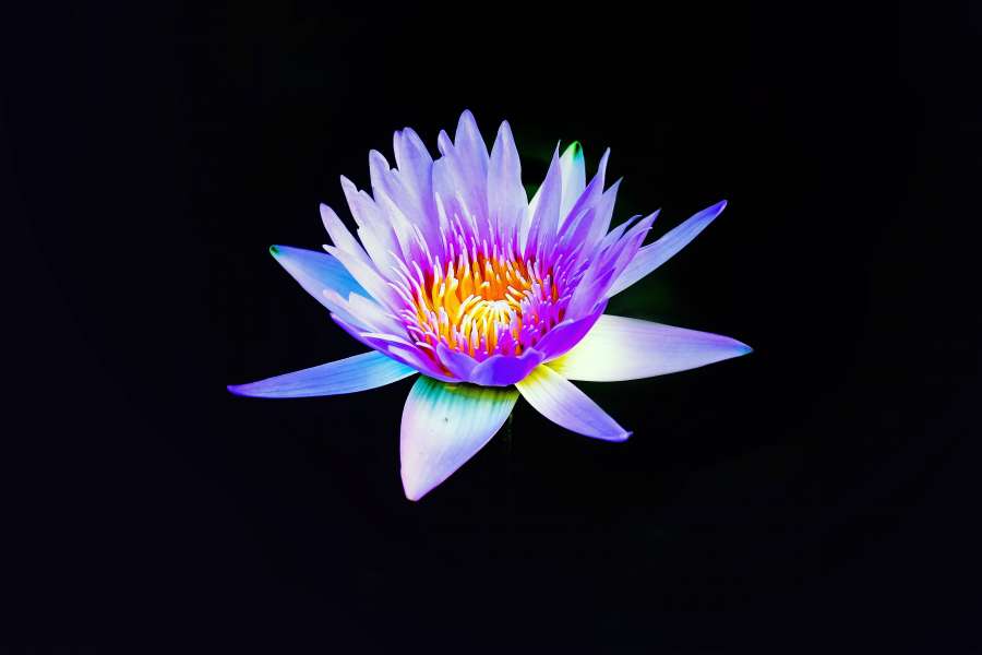 Flor, lírio, papel de parede, papéis de parede, papéis de parede de flores, plano de fundo do desktop, papéis de parede, fundos, papel de parede incrível, fundo da flor, fundo floral, flora, papel de parede hd, 4k Vetor