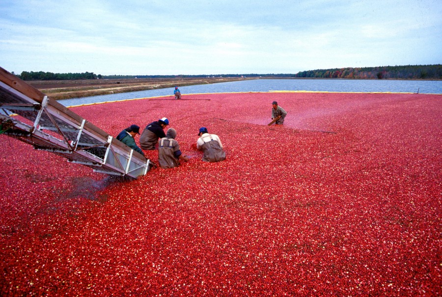 cultivo, plantação, rio, agricultura, pessoas, trabalho,
