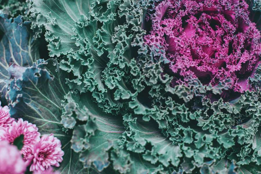 alimento, vermelho, vegetal, cru, repolho, dieta, ingrediente, fresco, orgânico, roxo, vegetariano, saudável, agricultura, salada, closeup, folha, natureza, planta, nutrição, plano de fundo, natural, branco, textura, produzir, cortar, saúde, cozinhar, violeta, comer, fatia, único, macro, cor, vitamina, fechar, cabeça, frescor, isolado, padrão, nutritivo, para cima, metade, fatiado, abstrato, saboroso, delicioso, jardim, refeição, dieta, colheita
