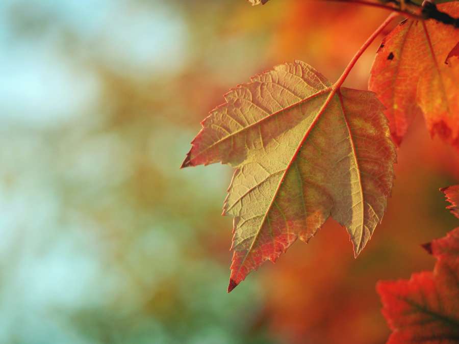 Outono, Folha, Laranja, Outono, Leafe, Colorido, Papéis de parede, Fundos de outono, Fundos de outono, Folhas, Outonal, Abstrato, hd wallpapers, wallpapers 4k