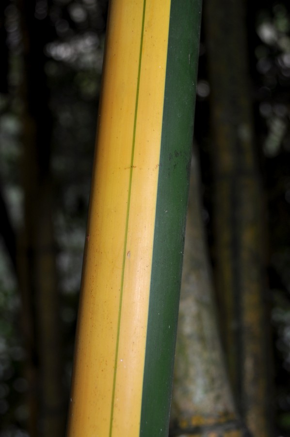 primeiro plano, natureza, floresta, selva, cana, bambu, bambu, verde, amarelo, forte, madeira, bambu,