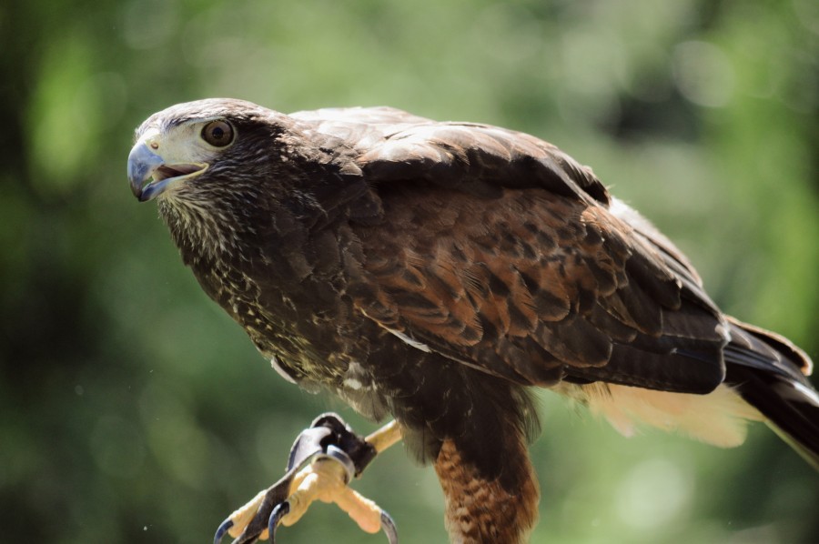 ave, ave de rapina, caçador, águia, falcão, vida selvagem, natureza, vida selvagem, vôo completo, perfil, plumagem, garras, bico, asas, falcoaria, voo baixo, águia harris falcão misto, falcão com nervuras, falcão rabiblanco