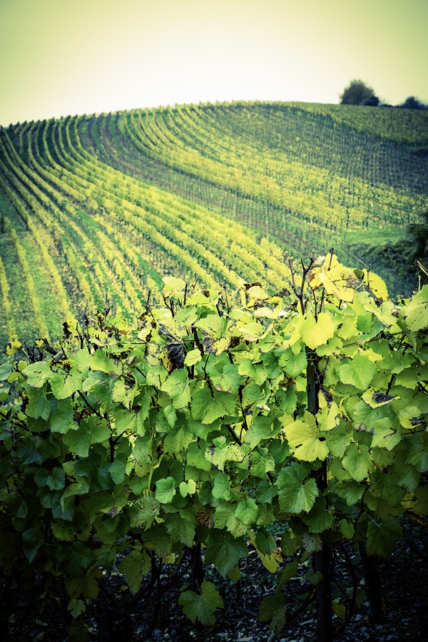 Anbau, Berg, Bocksbeutel, Garrafa, Fre, Gourmet, Principais, Kulinarik, Principal, Escadas, Nordheim, Rebbe, Rebstock, Tal, Turismo, Vogelsburg, Vinhos, Weinbaugebiet, Weinfest, Weinstube, Vinhos, Winzer, Waststurbe, Winzer, Wurtsturbe, Winzer, Wättstur Franken, Genuss, Oberfranken, Wandern, Wirtshaus, Paisagem, Europa, Alemanha, Vinhedo, Verde