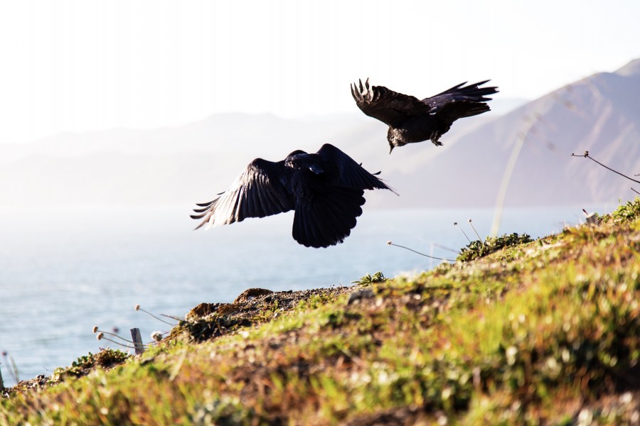 pássaro, aves, costa, pássaro, aves, preto, voador, voar, selvagem, natureza