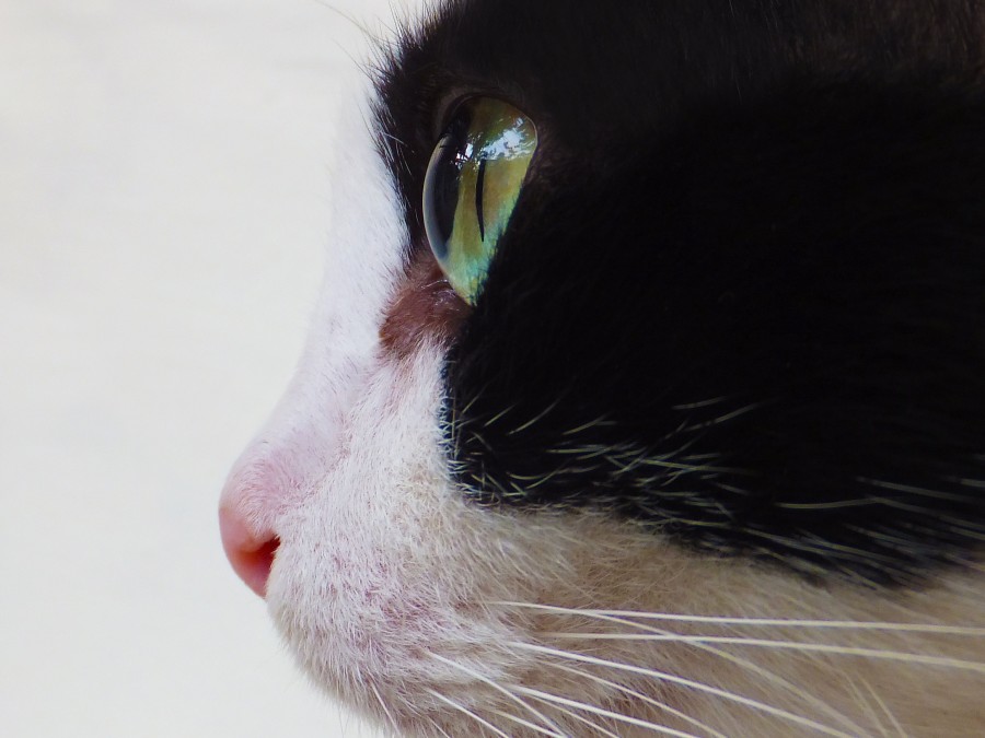 gatinho, bebê gato, animais jovens, agressivo, caça, gato, pele, adorável, animais, carnívoros, fofo, cabelo, bebê, mamífero, pata, animais de estimação, brincalhão, retrato, puro sangue, pequeno, curioso, querido, fotos grátis, imagens grátis, gato doméstico, retrato de cabeça animal, gato enrugado, bonito, gatinho, animais, fotografia, olhando para câmera, animal doméstico, animal jovem, cor, dia, dentro de casa, animal de estimação, ninguém, olho de Animais, Partes do corpo animal Temas animais, animal adorável, animal de estimação, peludo, juba, cores, cabelos, listras, felino, gatinho, micifuz, michino, madrileño, felido, gatuno