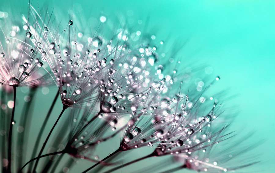 dente de leão, sementes, flor, natureza, planta, verão, primavera, azul, beleza, erva daninha, belo, detalhe, fragilidade, fofo, macro, close-up, fresco, delicado, flora, papéis de parede 4k