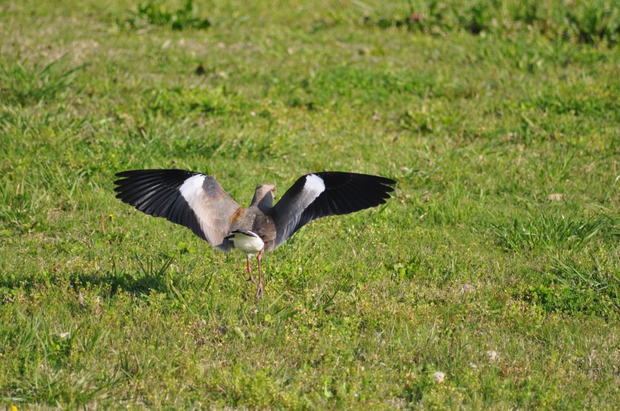 Tero, Asas, Pássaro, Bird
