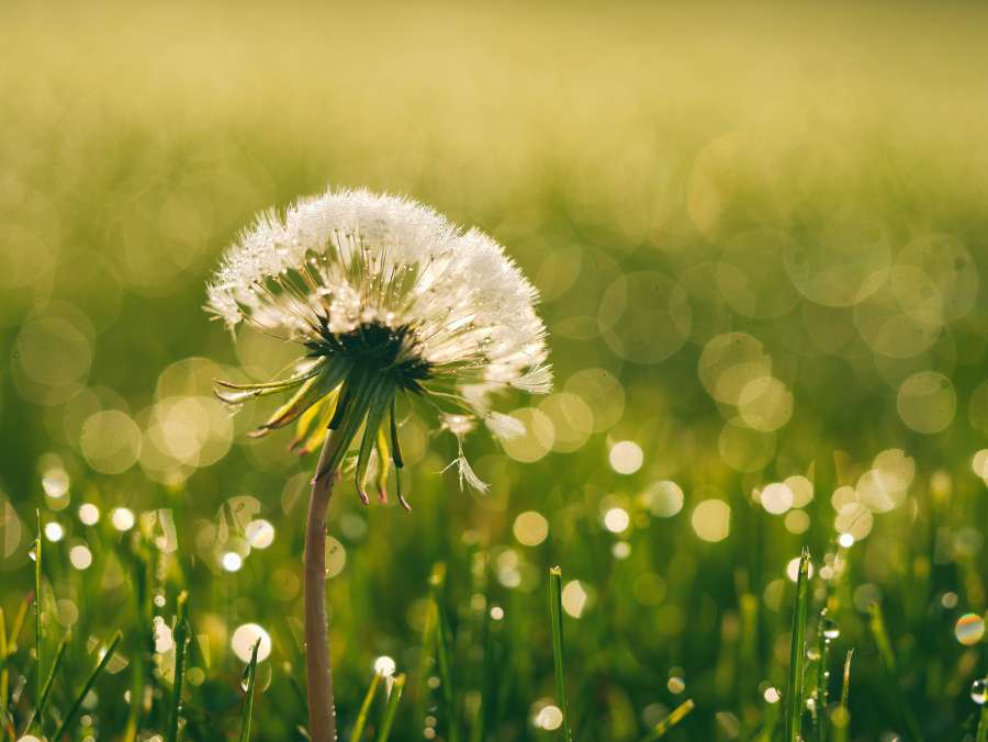 floração, flor, dente de leão, orvalho, flora, papéis de parede de hd, natureza, planta, molhado, papéis de parede de hd