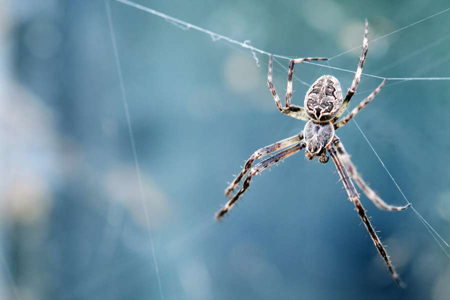 aranha, inseto, copyspace, close-up, natureza,