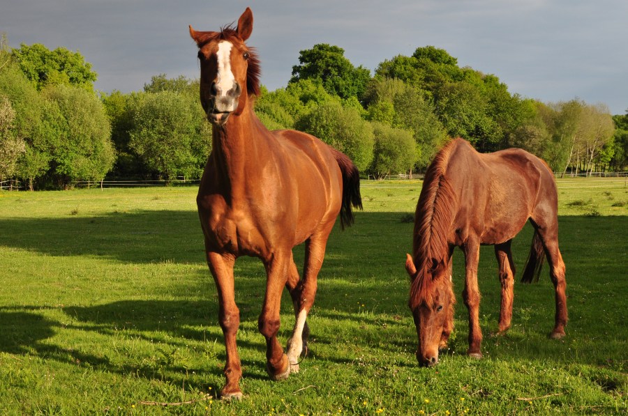 cavalo, cavalos, animais animais, marrom, campo, cena rural, olhando para a câmera, pastoreio, pasto, dois, pôr do sol, grama, comer, comer,
