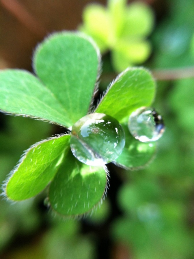 gota, água, natureza, planta, verde, fundo, fundo, ninguém, frescor,