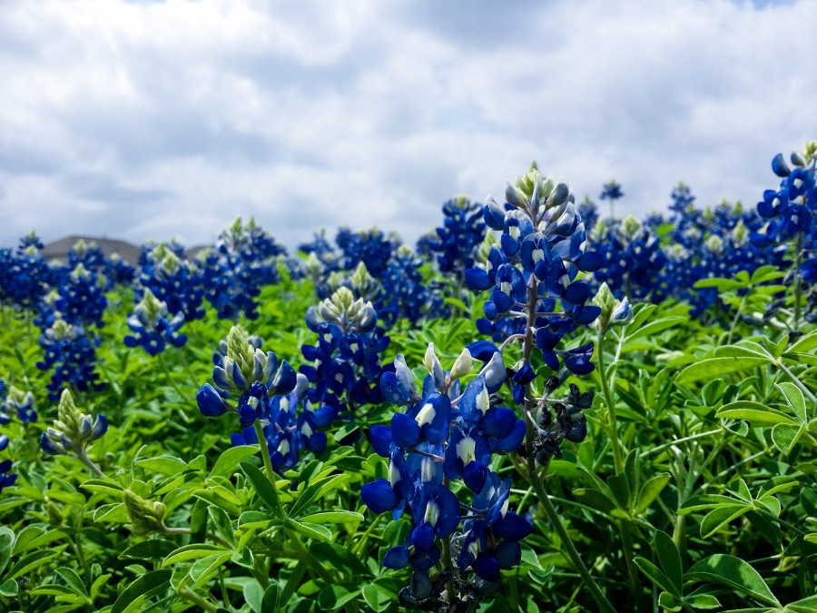 Flores azuis campo, flor, flores, azul, roxo, cor, natureza, primavera,